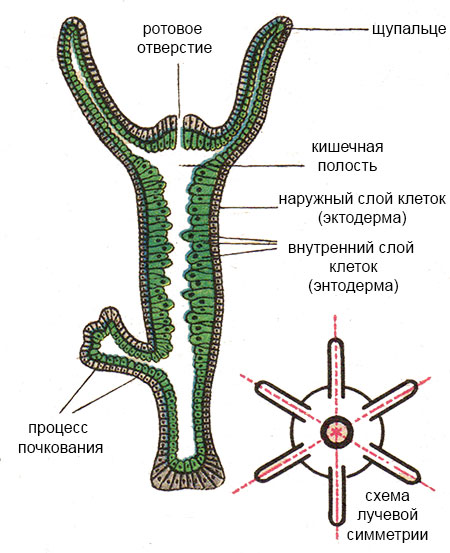 Кракен площадка что это