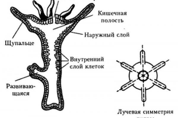 Вход в кракен чтобы купить меф