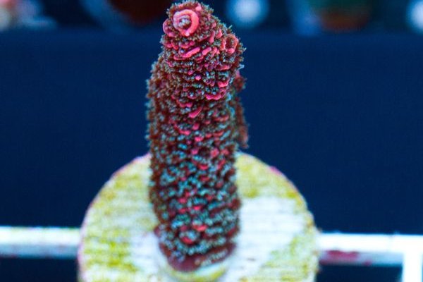 Kraken что это такое