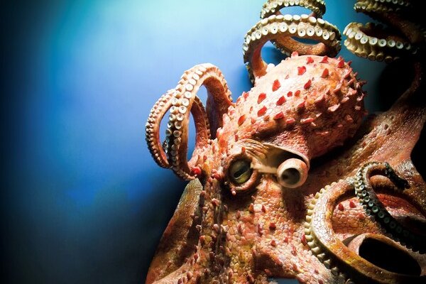 Kraken 24at