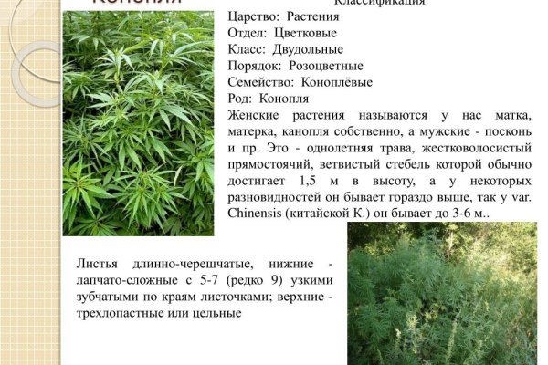Кракен сегодня сайт зеркало