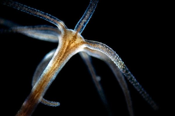 Официальный сайт kraken ссылки зеркала